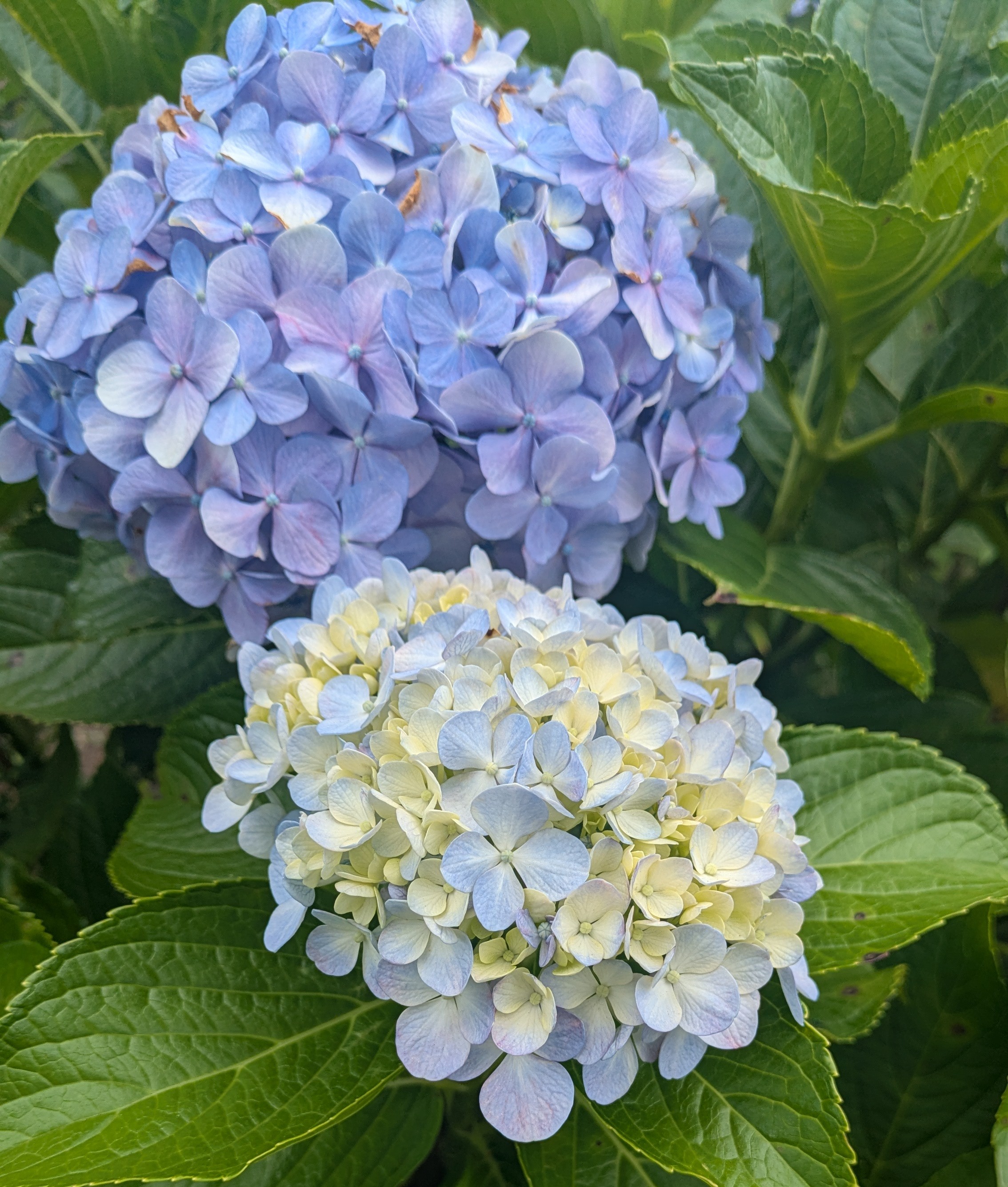 草加南店☆夏至です